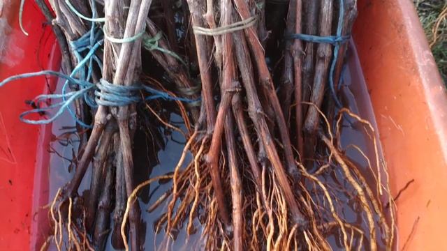 Продажа корнесобственных саженцев винограда. Весна 2020 смотреть онлайн