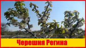 Черешня Регина Черешня Регина. Отзыв и видео