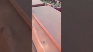 Сеялка стерневая Бастер Baster (СС-6,0)