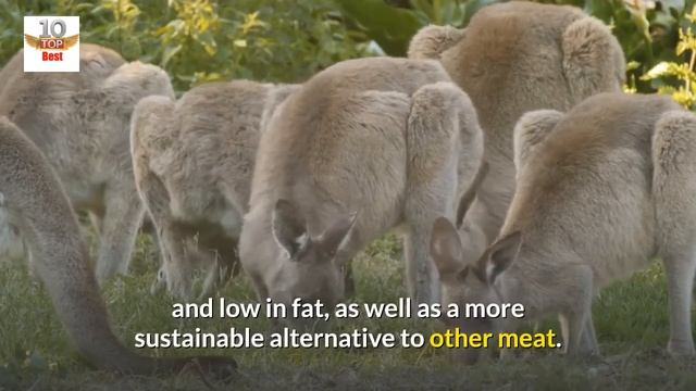 15 Amazing Facts About Kangaroos смотреть онлайн
