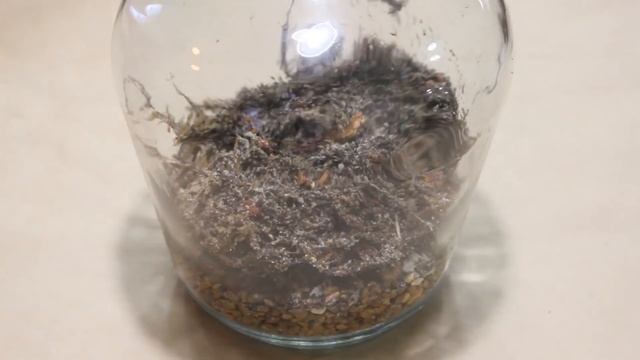 Making a Bottle Terrarium + Closed Terrarium Basics смотреть онлайн