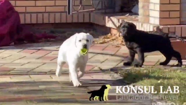 Помет Ричард х Бэль. Щенкам 3 месяца.