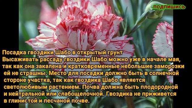 красивые цветы гвоздика шабо. смотреть онлайн
