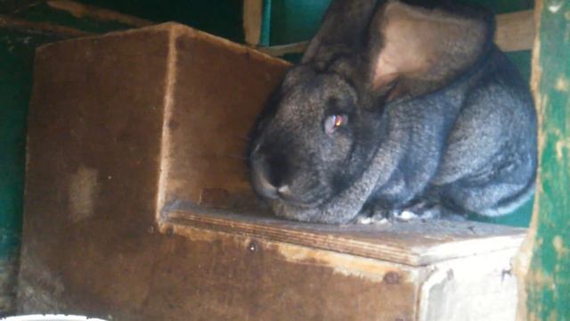 Фландр - ризен самки. Кролики бельгийские великаны. смотреть онлайн