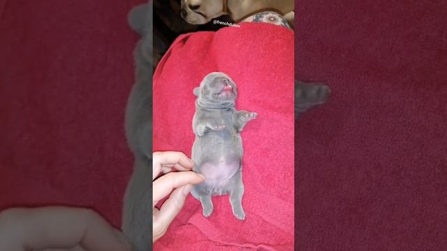 🤗Lilac 🤗. смотреть онлайн