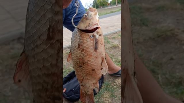 Мега большой карась