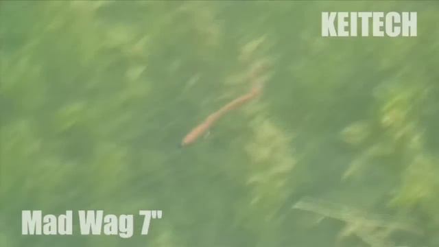 Убойная приманка для трофейного хищника. Keitech Mad Wag смотреть онлайн
