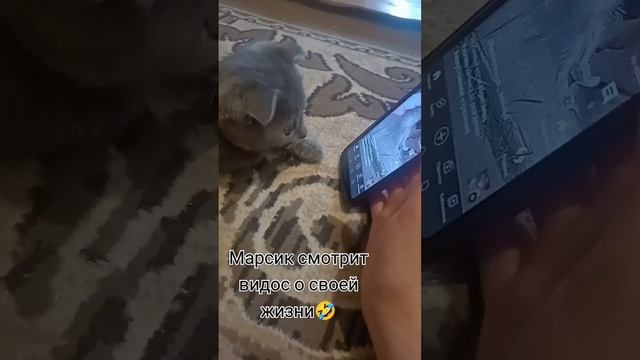 котёнок смотрит видео#искусственное кормление #британец смотреть онлайн
