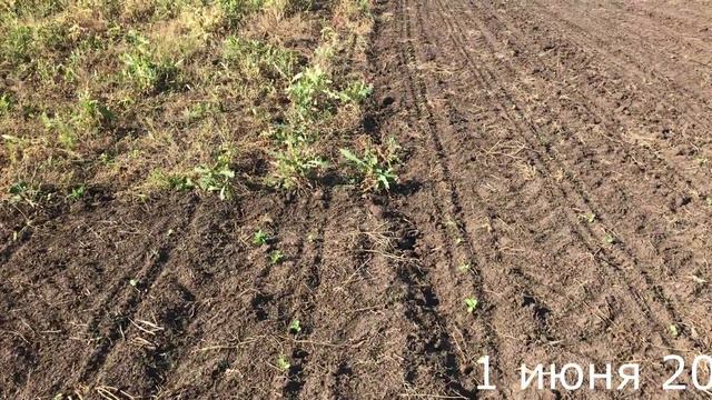 Выращивание подсолнечника.Эксперимент: NO-TILL против классики (часть 2) смотреть онлайн