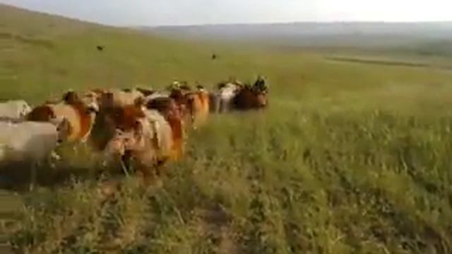 ابو اسامه смотреть онлайн