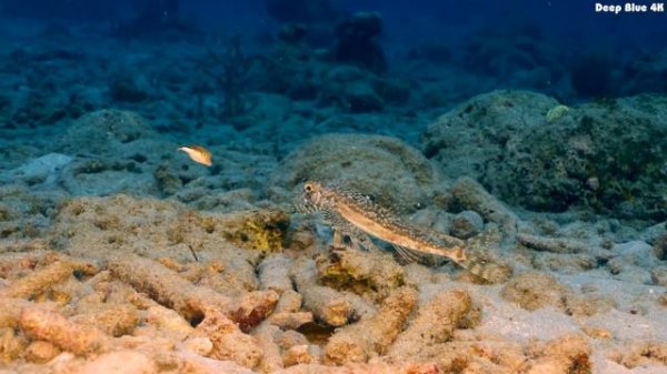 Aquarium 4K VIDEO (ULTRA HD) 🐠 Colorful Marine Life - Soothing Aquarium Relaxation