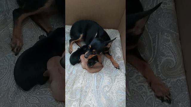 Щенки той-терьера смотреть онлайн