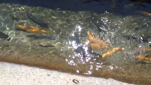 Форелевое хозяйство смотреть онлайн