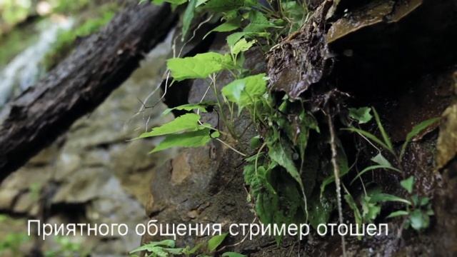 #Stream Days Gone на ПК смотреть онлайн