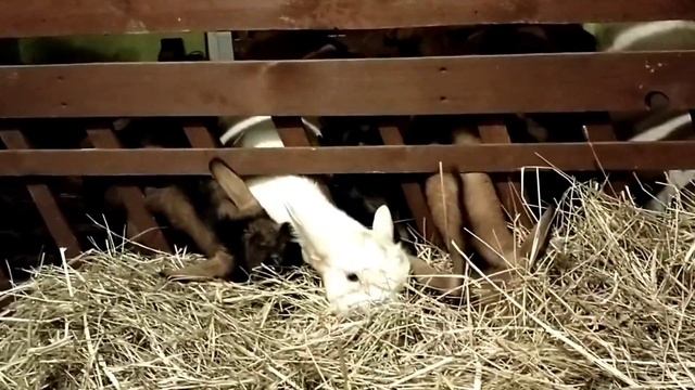 Козы в тумане//Зерно для коз: какое и сколько??? смотреть онлайн