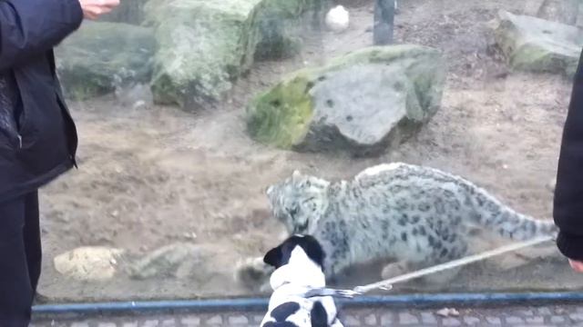 ZOO krefeld смотреть онлайн