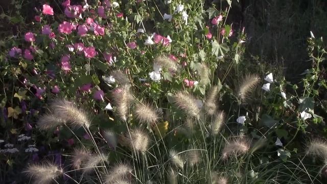 14 МОРОЗОСТОЙКИХ ОДНОЛЕТНИКА, которые можно сеять семенами в землю смотреть онлайн