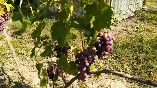 Виноград Изюминка, 23 августа 2022 г. смотреть онлайн