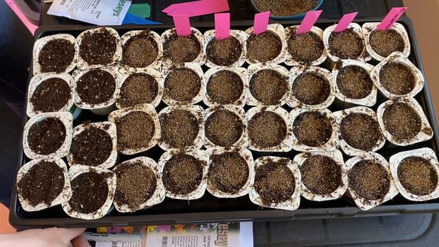 Sowing Flower Seeds: Angelonia, Millet, Osteospermum, And Nicotiana