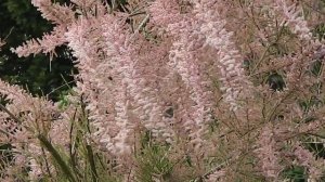 Tamarix ramosissima 'Pink Cascade'