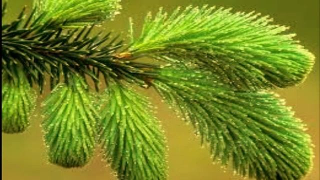 Бабушкины сказки для внучат 6 "Сказка о красавице ёлочке". смотреть онлайн