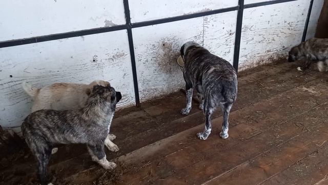 alabay dog198#alabay#puppies young in winter 2023 and again Alpha fight for supremacy. смотреть онлайн