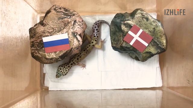 Ящерицы из Ижевска предсказали ход футбольного матча Россия-Дания 21 июня смотреть онлайн