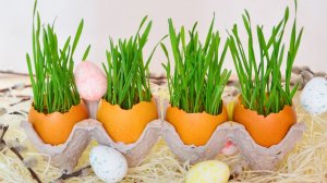 Пасхальный декор ☆ Проращиваем пшеницу