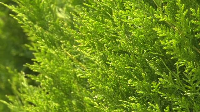 Najbolja tuja za živu ogradu смотреть онлайн