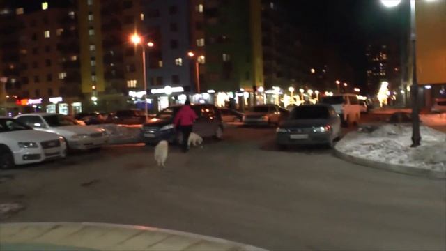 Прогулка с собаками. Южный берег Красноярск. смотреть онлайн