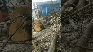 Бензопила Калибр в работе! Сравниваем цепи 3/8 и 0.325.