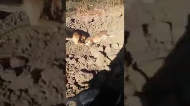 собака русская гончая натаскивание смотреть онлайн