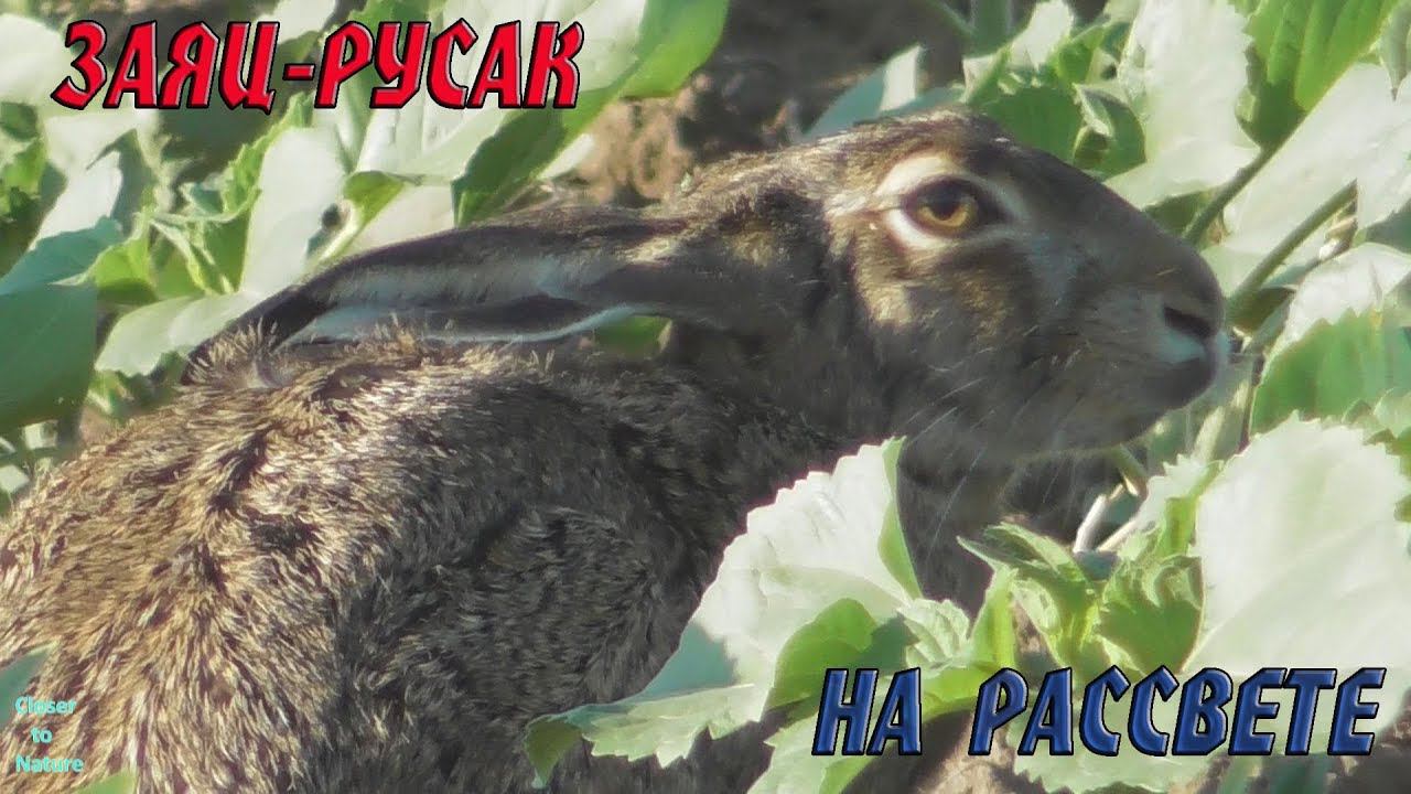 Заяц-русак на рассвете / Brown hare at dawn смотреть онлайн