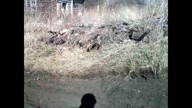 Фреза и отвал мотоблоков Гарден Скаут GS 15 de и Карвер МТ 650 на прокладке дороги. смотреть онлайн