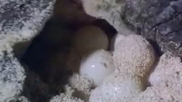 Зеленая черепаха смотреть онлайн