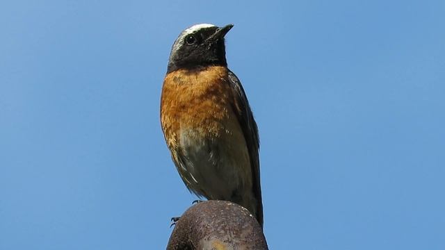 Певчие птицы – Горихвостка обыкновенная, Songbirds - Redstart смотреть онлайн