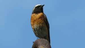 Певчие птицы – Горихвостка обыкновенная, Songbirds - Redstart