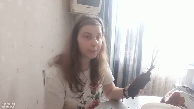 Посадка Парковой розы смотреть онлайн