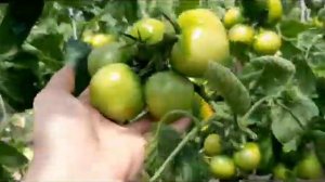 Самый ранний розовый индетерминантный томат-  QUICKPICK F1 (Квик Пик).