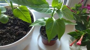 Ночная красавица МИРАБИЛИС ЛЕТНИЙ ПОСЕВ. УХОД В ДОМАШНИХ УСЛОВИЯХ