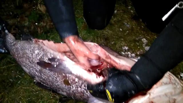 Разделка толстолобика. Эксклюзивно для форума Люди Воды. смотреть онлайн