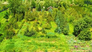 Elite Garden - питомник декоративных растений. 04.06.2022