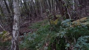 ЗА грибами или ПО грибы...или развод