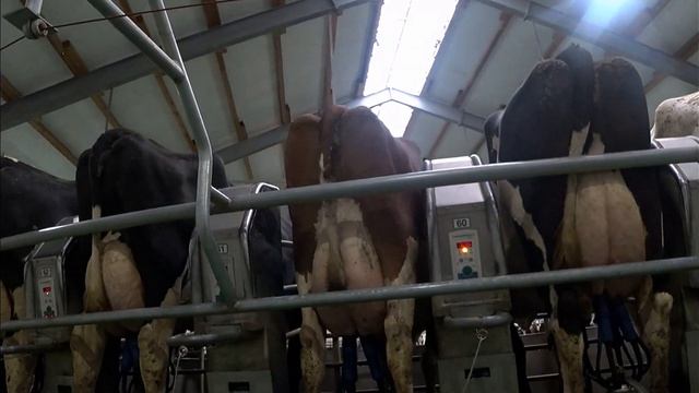 350 голов КРС. Продажа молочной породы нетелей. Голштинская порода коров. смотреть онлайн