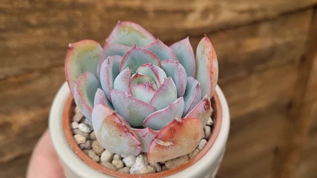 Echeveria Morning Dew