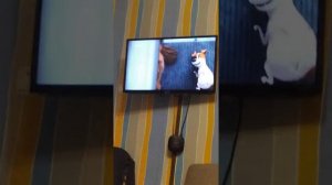 тайна жизнь домашних животных 1