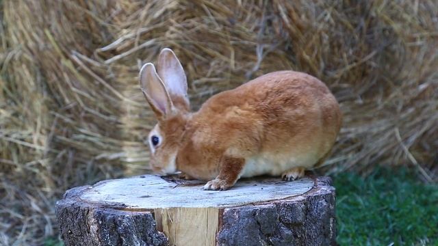 Кролик породы Рекс. Красноярск смотреть онлайн