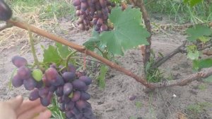 Виноград КРАСОТКА. Пробуем ягоду и восхищаемся! Ну очень понравился сорт!