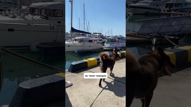 Шоколадная лайка Марта ищет дом? смотреть онлайн