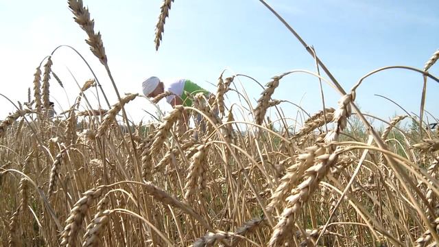 Новый сорт пшеницы 03.08.2021 смотреть онлайн